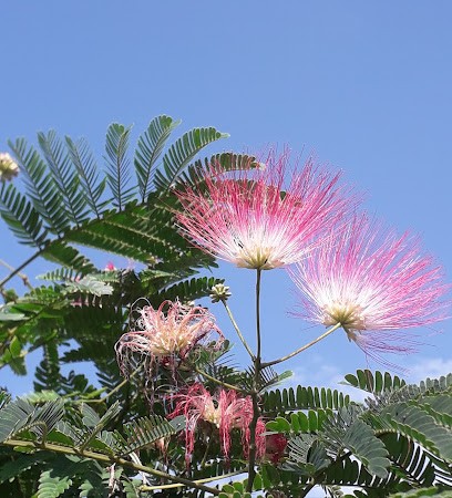 Bibliothèque D'haute-Rivoire, Bibliothèque à Haute-Rivoire